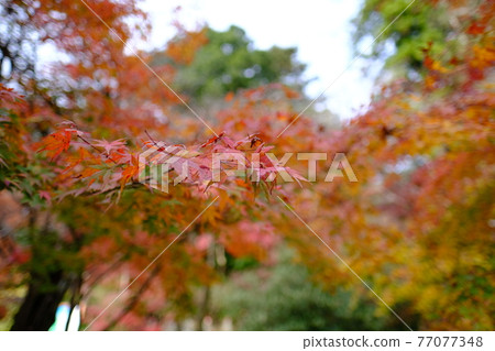 高尾山紅葉 10 77077348