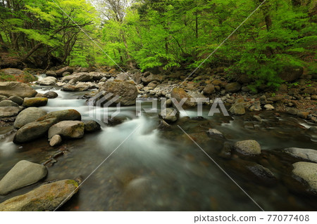 被染成鮮綠色的精神澤 77077408