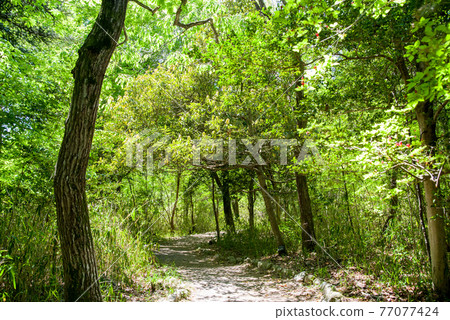 Fresh green promenade early summer forest green image 77077424