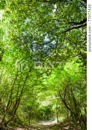Fresh green promenade early summer forest green image 77077426
