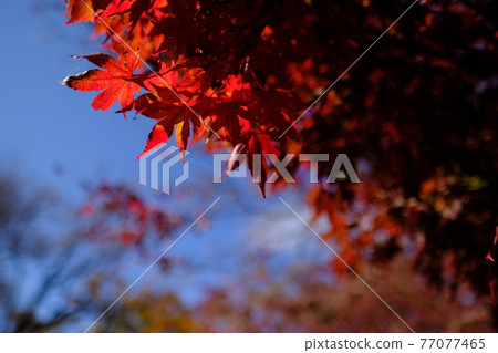 Bright red autumn leaves 1 77077465