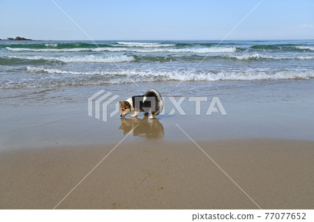 The first sea 77077652