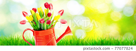 Colorful tulip bouquet in a watering can. Concept of spring and gardening. Colorful tulip bouquet in a watering can. Concept of spring and gardening. 77077824