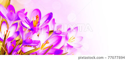 Blooming purple crocus flowers in a soft focus on a sunny spring day Blooming purple crocus flowers in a soft focus on a sunny spring day 77077894