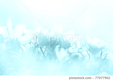 Blooming purple crocus flowers in a soft focus on a sunny spring day Blooming purple crocus flowers in a soft focus on a sunny spring day 77077902