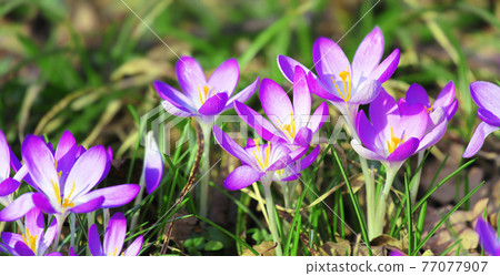Blooming purple crocus flowers in a soft focus on a sunny spring day Blooming purple crocus flowers in a soft focus on a sunny spring day 77077907
