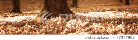 Blooming purple crocus flowers in a soft focus on a sunny spring day Blooming purple crocus flowers in a soft focus on a sunny spring day 77077908