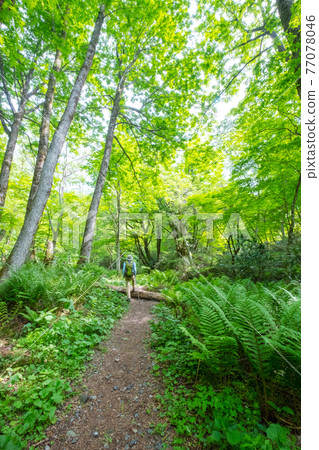 Image of trekking fresh green and clear stream (Kiyazawa mountain stream) 77078046