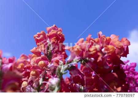 藍天和snapdragon 藍天和snapdragon 77078097