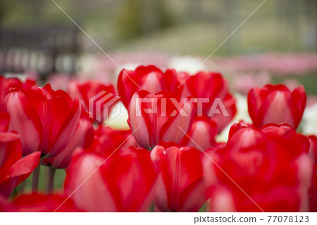 Red tulip field Red tulip field 77078123