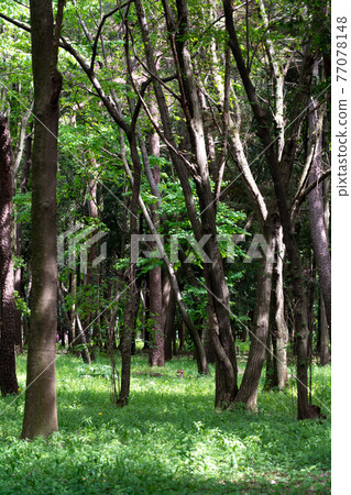 Spring forest with light Spring forest with light 77078148
