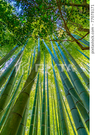 Bamboo grove Bamboo grove 77078171