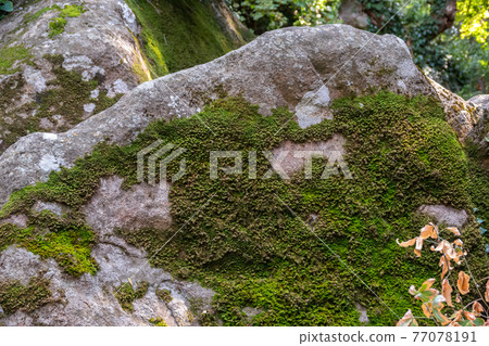 Big Stone cliff overgrown with green moss. 77078191