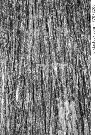 Texture of the old bald cypress tree bark. 77078206