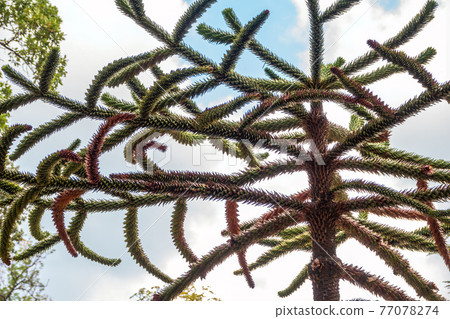 Needles of evergreen tree Araucaria araucana,commonly called the Monkey Puzzle Tree, Monkey Tail Tree or Chilean Pine 77078274