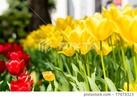 Tulips in full bloom 77078323
