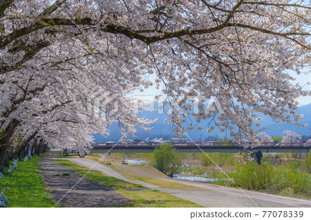 福島縣會津裡町宮川千本櫻 福島縣會津裡町宮川千本櫻 77078339