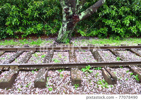 公園小道上堆積的櫻花花瓣 公園小道上堆積的櫻花花瓣 77078490