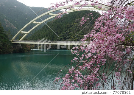 柚子大橋和垂枝櫻花 77078561