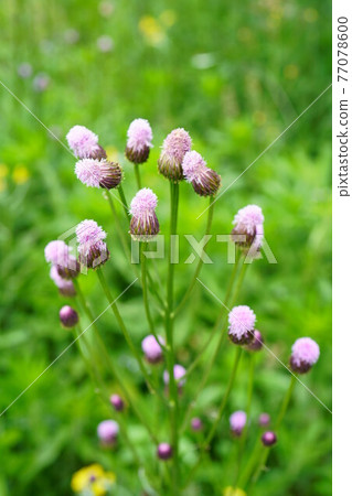 1806 Hemisteptia 77078600