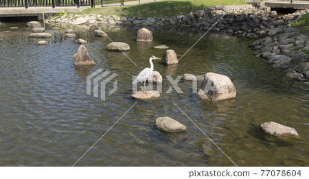 Gray heron 77078604