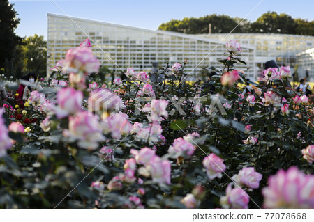 東京 神代植物園玫瑰園 摩納哥公主 和大溫室 照片素材 圖片 圖庫