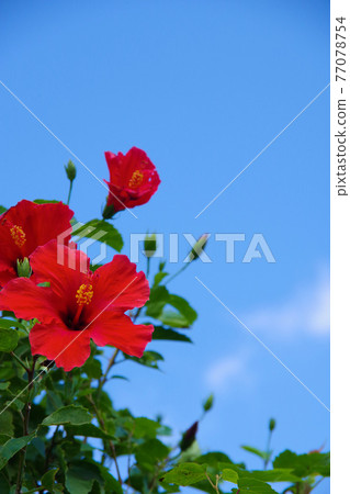 芙蓉沖繩度假村 Red Flower 芙蓉沖繩度假村 Red Flower 77078754
