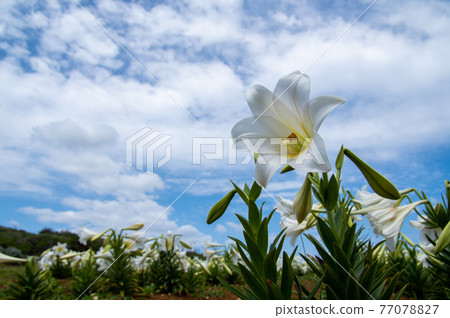 Lily in Lily Field Park, Ie Island, Okinawa Prefecture 77078827