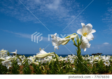 沖繩縣伊江島百合園內的百合花 沖繩縣伊江島百合園內的百合花 77078830