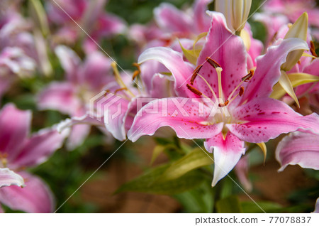 Lily in Lily Field Park, Ie Island, Okinawa Prefecture Lily in Lily Field Park, Ie Island, Okinawa Prefecture 77078837