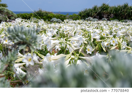 Lily in Lily Field Park, Ie Island, Okinawa Prefecture Lily in Lily Field Park, Ie Island, Okinawa Prefecture 77078840