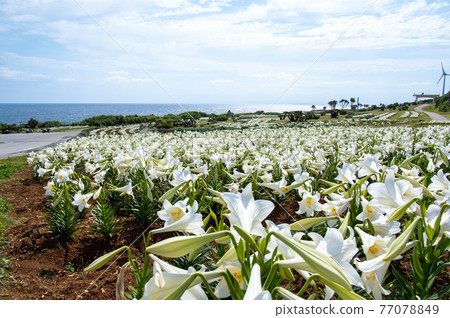 Lily in Lily Field Park, Ie Island, Okinawa Prefecture Lily in Lily Field Park, Ie Island, Okinawa Prefecture 77078849