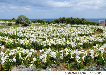 Lily in Lily Field Park, Ie Island, Okinawa Prefecture Lily in Lily Field Park, Ie Island, Okinawa Prefecture 77078853