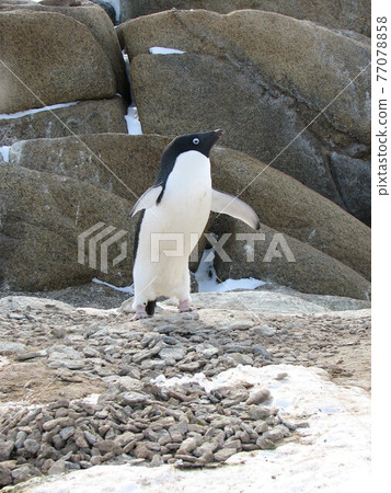 Growing Adelie Penguin Growing Adelie Penguin 77078858