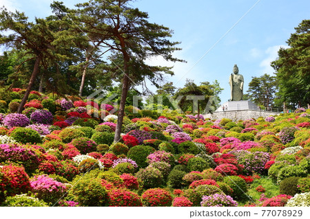 被五顏六色的杜鵑花環繞的鹽船觀音寺千手觀音像的風景 被五顏六色的杜鵑花環繞的鹽船觀音寺千手觀音像的風景 77078929