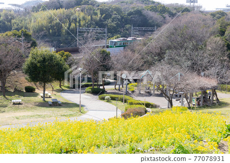 從神戶一般運動公園的油菜田看到的神戶市營地鐵 77078931