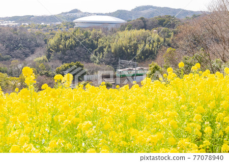 Kobe municipal subway as seen from Rapeseed field of Kobe general athletic park Kobe municipal subway as seen from Rapeseed field of Kobe general athletic park 77078940