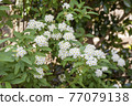 Beautifully blooming, white and lovely Kodemari flowers 77079138
