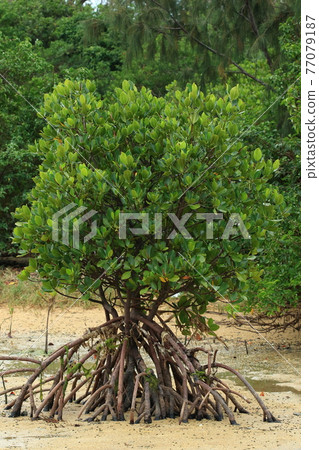 Natural plant Yaeyama hirugi, many pillar roots extending from the middle of the trunk. Spreads like an octopus and firmly grasps the ground Natural plant Yaeyama hirugi, many pillar roots extending from the middle of the trunk. Spreads like an octopus and firmly grasps the ground 77079187