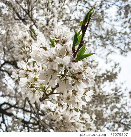 岐阜縣本棲市，盛開的日清臼杵花瓣 77079207