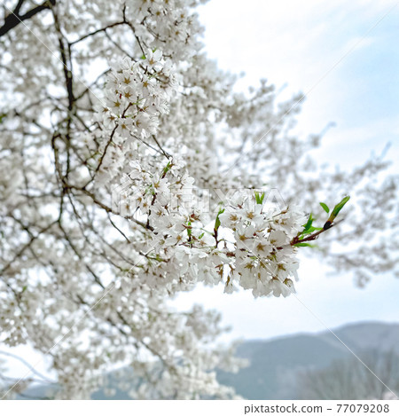Petals of Nisei Usuzumi in full bloom in Motosu City, Gifu Prefecture 77079208