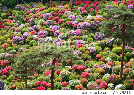 各種色彩繽紛的杜鵑花盛開的鹽船觀音寺杜鵑園的春景 各種色彩繽紛的杜鵑花盛開的鹽船觀音寺杜鵑園的春景 77079216