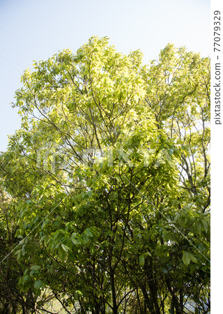 Fresh green quercus glauca Fresh green quercus glauca 77079329