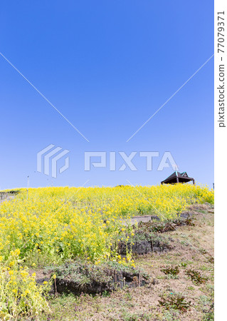 Rape blossoms at Kobe general athletic park Rape blossoms at Kobe general athletic park 77079371