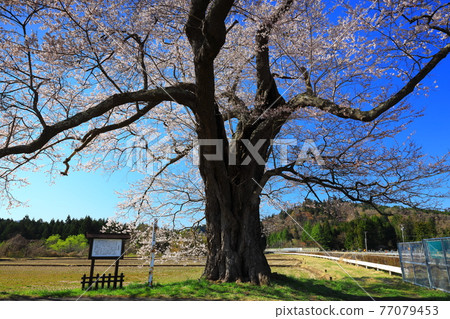 岩手縣平泉町，盛開的櫻花和藍天，北館櫻花樹 77079453