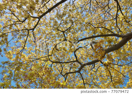 春天的掌槭，紅花和淡黃色的幼葉覆蓋在頭頂 77079472