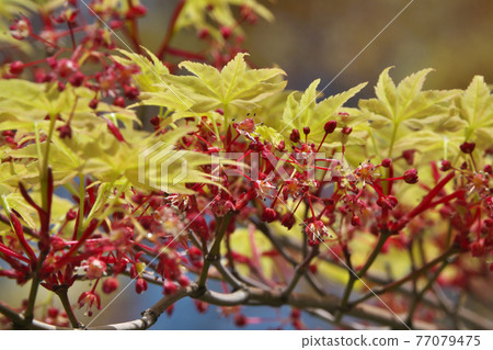 春天的楓樹,紅色的花朵,淡黃色的嫩葉,美不勝收。 春天的楓樹,紅色的花朵,淡黃色的嫩葉,美不勝收。 77079475