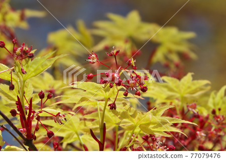 春天的楓樹,紅色的花朵,淡黃色的嫩葉,美不勝收。 春天的楓樹,紅色的花朵,淡黃色的嫩葉,美不勝收。 77079476