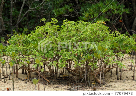 It grows surrounded by natural plants such as Excoecaria aggressus and many young Yaeyama hirugi trees. The sap is milky white and toxic It grows surrounded by natural plants such as Excoecaria aggressus and many young Yaeyama hirugi trees. The sap is milky white and toxic 77079478