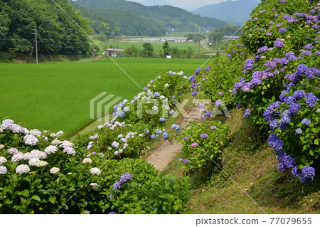 ≪Hydrangea blooming in Satoyama, Ayabe, Kyoto≫ Ayabe City, Kyoto Prefecture ≪Hydrangea blooming in Satoyama, Ayabe, Kyoto≫ Ayabe City, Kyoto Prefecture 77079655